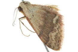 Image of Idaea halmaea Meyrick 1888
