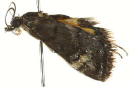 Image of Heliothela ophideresana Walker 1863