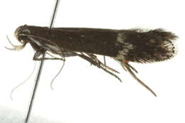 Image of <i>Aproaerema simplexella</i>