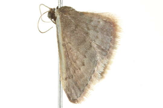 Image of Idaea costaria Walker 1863