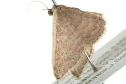 Image of Idaea