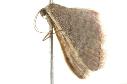 Image of Idaea costaria Walker 1863