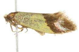 Image of Edosa xystidophora