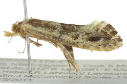 Image of Moerarchis inconcisella (Walker 1863)