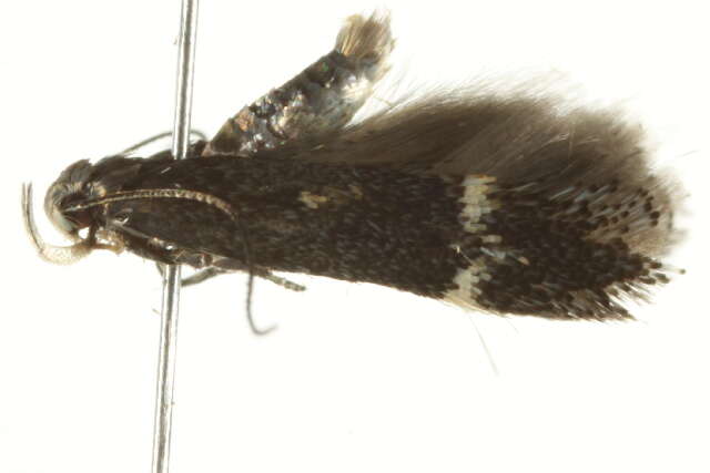 Image of <i>Aproaerema simplexella</i>