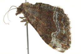 Image of <i>Epyaxa subidaria</i>