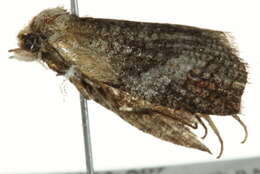 Слика од <i>Cryptoptila crypsilopha</i>