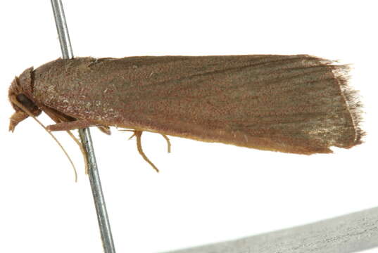 Image of <i>Ocrasa acerasta</i>