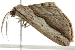 Image of Euphronarcha luxaria Guenée 1858