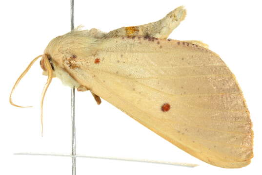 Image of Biota