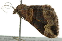 Image of <i>Epyaxa subidaria</i>