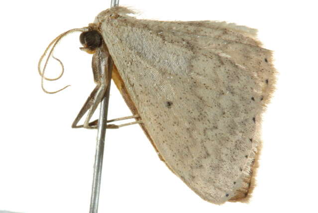 Image of Scopula optivata Walker 1861