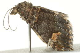 Image of <i>Epyaxa sodaliata</i>