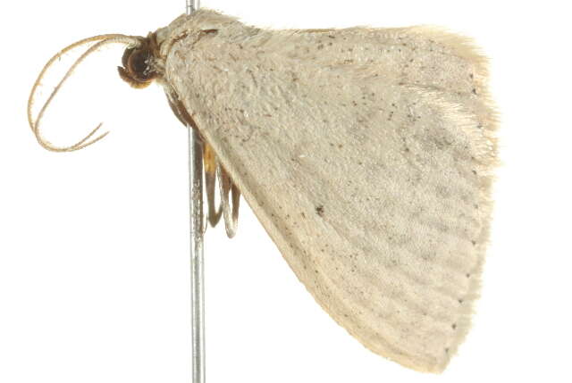 Image of Scopula optivata Walker 1861