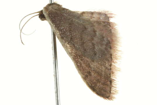 Image of Idaea costaria Walker 1863