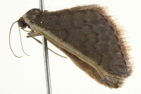 Image of Idaea costaria Walker 1863