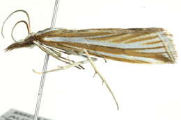 Image of Hednota megalarcha