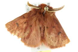 Image of Anthela ferruginosa Walker 1855