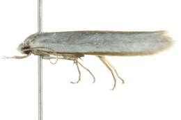 Image of Philobota productella Walker 1864