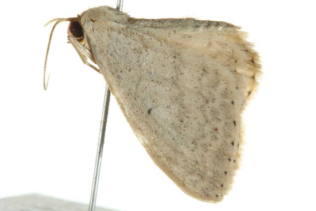 Image of Scopula optivata Walker 1861