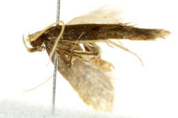 Image of Lecithocera terrigena