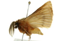 Image of Pterolocera amplicornis Walker 1855