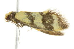 Image of <i>Olbonoma triptycha</i>