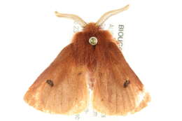 Image of Anthela ferruginosa Walker 1855