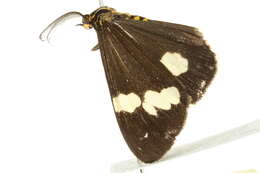 Image of Nyctemera amicus White 1841