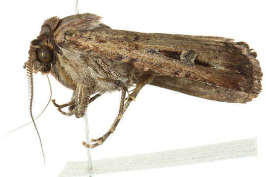 Image of Bogong moth