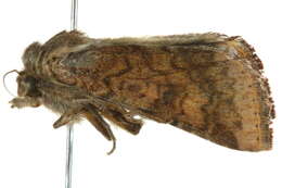 Image of cotton bollworm