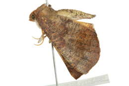 Image of Mnesampela privata Guenée 1858