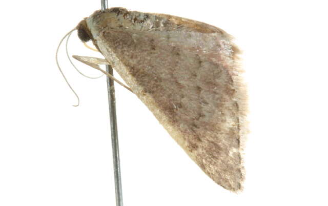 Image of Idaea costaria Walker 1863
