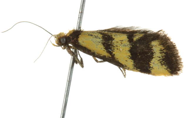 Image of <i>Olbonoma triptycha</i>