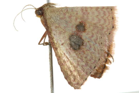 Image of <i>Epicyme rubropunctaria</i>