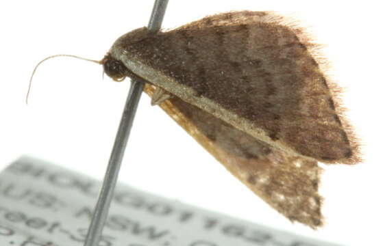 Image of Idaea costaria Walker 1863