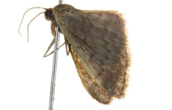 Image of Idaea costaria Walker 1863