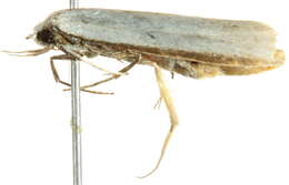 Image of Philobota productella Walker 1864