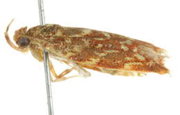 Image of <i>Syringoseca rhodoxantha</i>