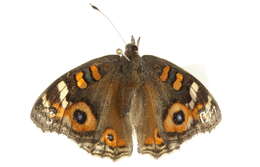 Image of Meadow Argus