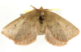 Image of Anthela ferruginosa Walker 1855