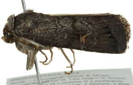 Image of <i>Proteuxoa restituta</i>