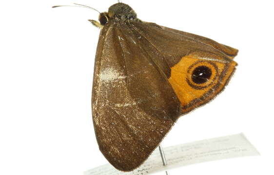 Image of Hypocysta metirius Butler 1875