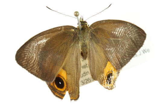 Image of Hypocysta metirius Butler 1875