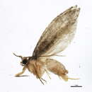 Image of Gondwanaland moths