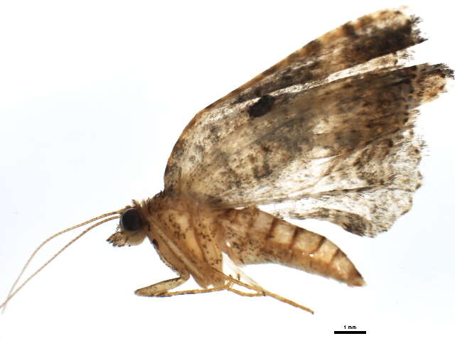 Image of <i>Epyaxa subidaria</i>