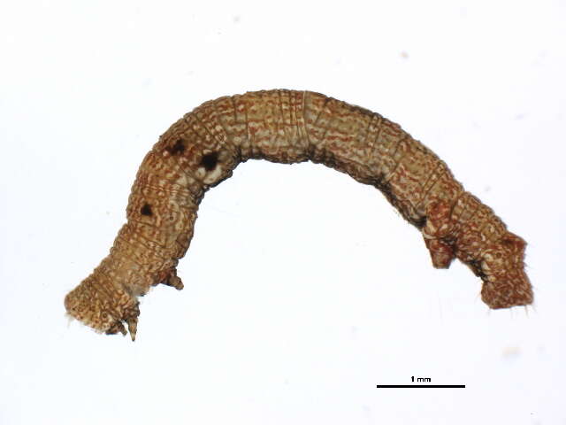 صورة <i>Ectropis excursaria</i>