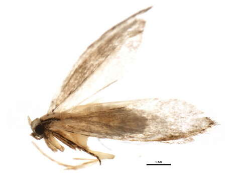 Plancia ëd Palaephatoidea