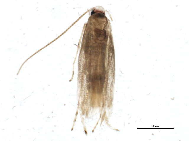 Phyllonorycter messaniella (Zeller 1846)的圖片