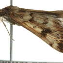 Image of <i>Achyra nigrirenalis</i>